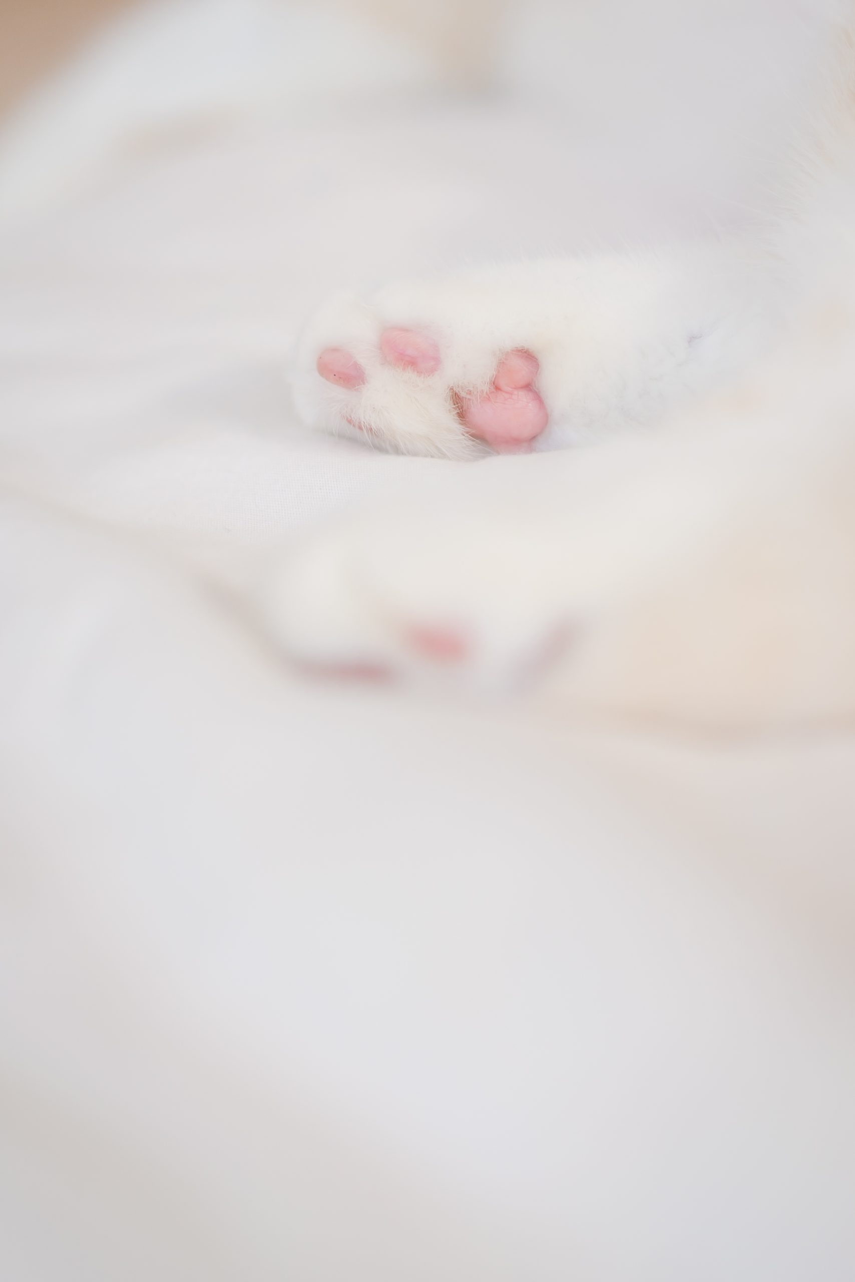 "孕婦寫真,孕婦照,婚攝子安,孕婦,pregnant,喬治麥斯家庭寫真,全家福